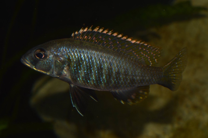 Sciaenochromis sp. 'nyassae'